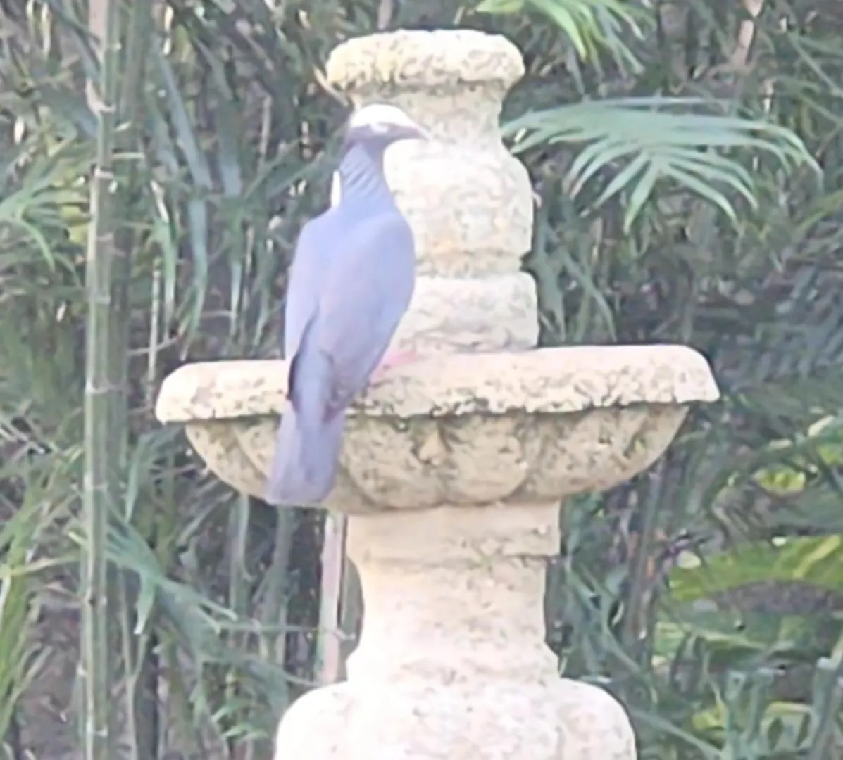 Casa Colonial, Cozumel Villa Indigo Mexico